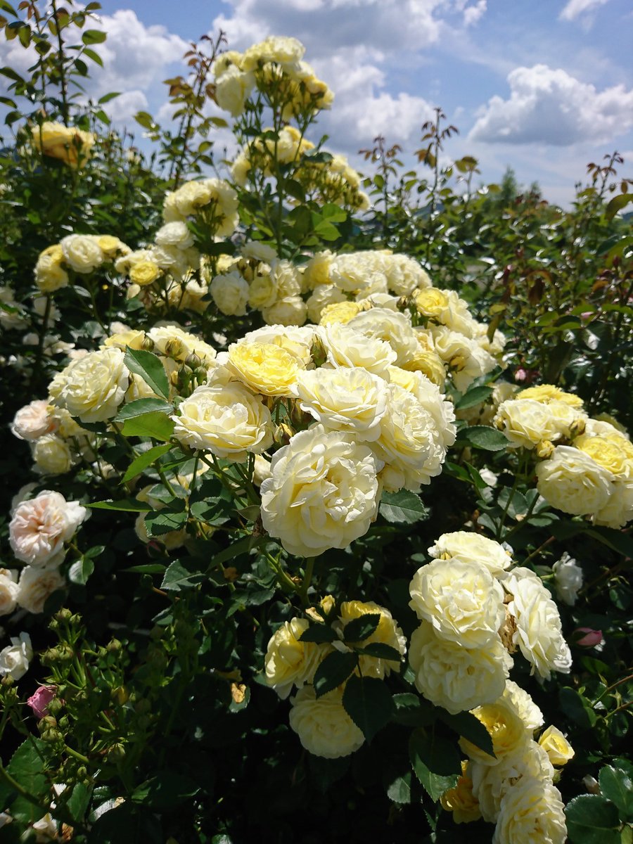 ট ইট র 長倉くぬぎ 今日は久しぶりに屋外で花を見たくて姫路 ばら園に遠征 姫路薔薇園