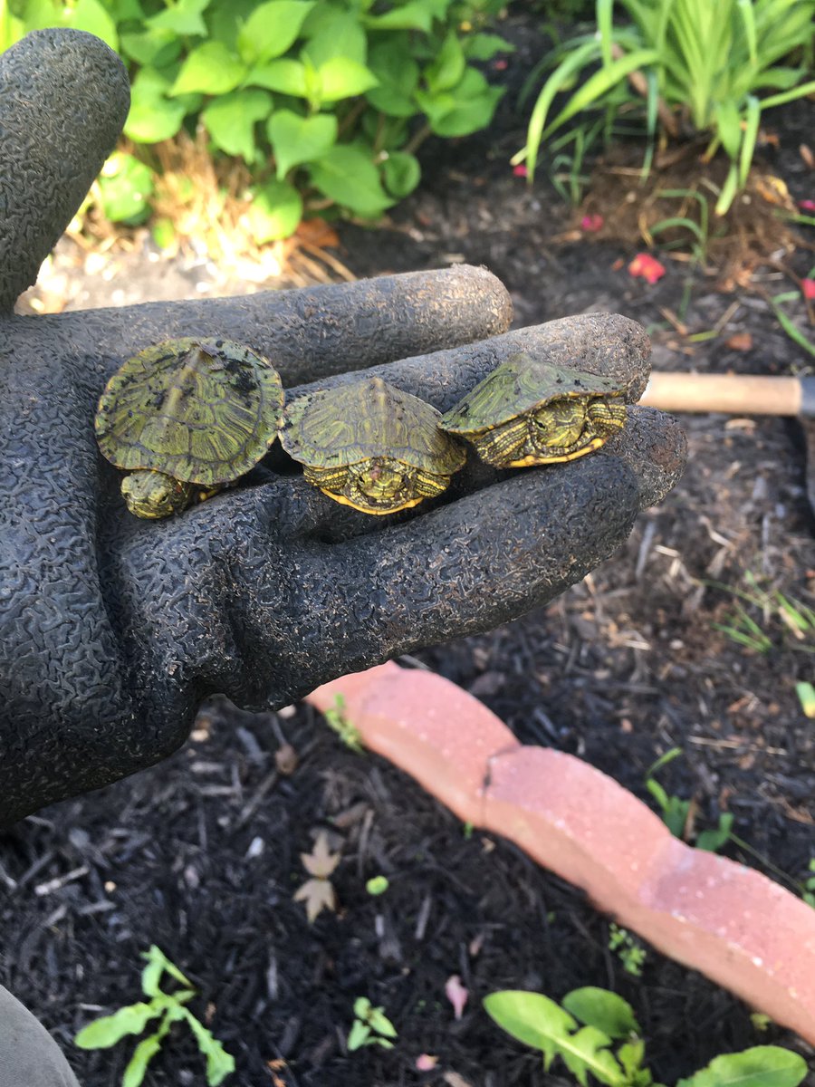 My husband found baby turtles while working today 