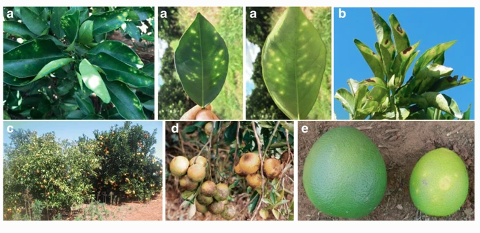 Citrus Variegated Chlorosis: an Overview of 30 Years of Research and Disease Management
#xylella #citrus 

link.springer.com/article/10.100…