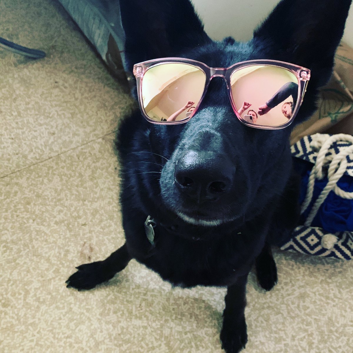 90_aob's tweet photo. May I present the fabulous #PrincessPen #WillWorkForCheese #ItTookTwoPeople #PinkIsHerColor #GSD https://t.co/kfQcYek5qj