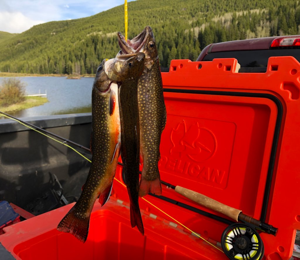 CoachRyanTurner's tweet photo. Dinner is served... #renegadefly #NorthFork #FryingPanRiver #coloradotrout @PelicanProducts @LLBean https://t.co/vudSgtQ0g8