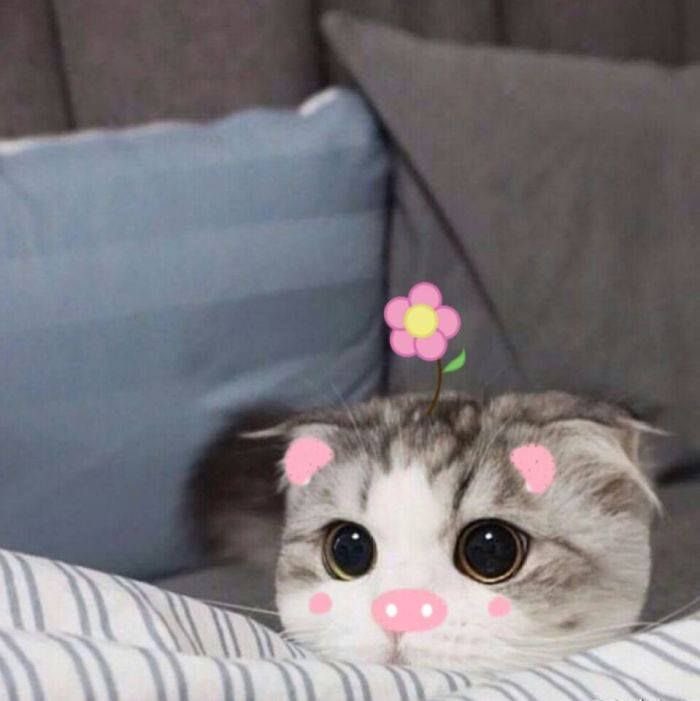 Fluffy cat memes ; a thread