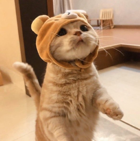 Fluffy cat memes ; a thread