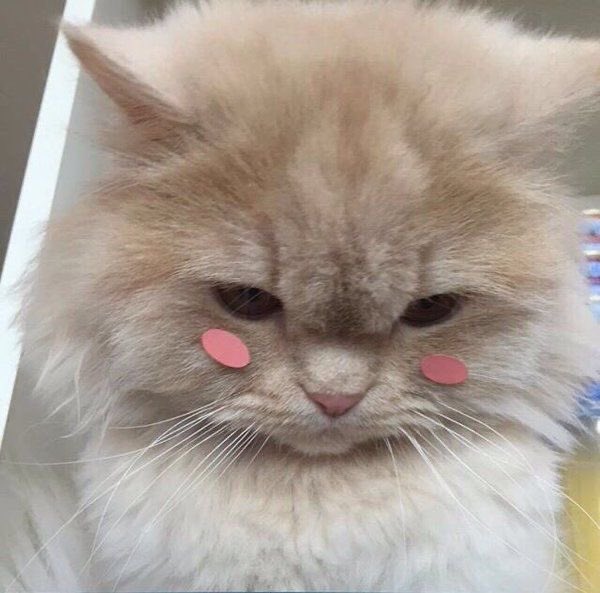 Fluffy cat memes ; a thread