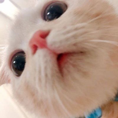 Fluffy cat memes ; a thread