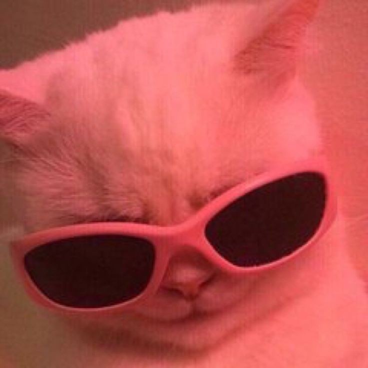 Fluffy cat memes ; a thread