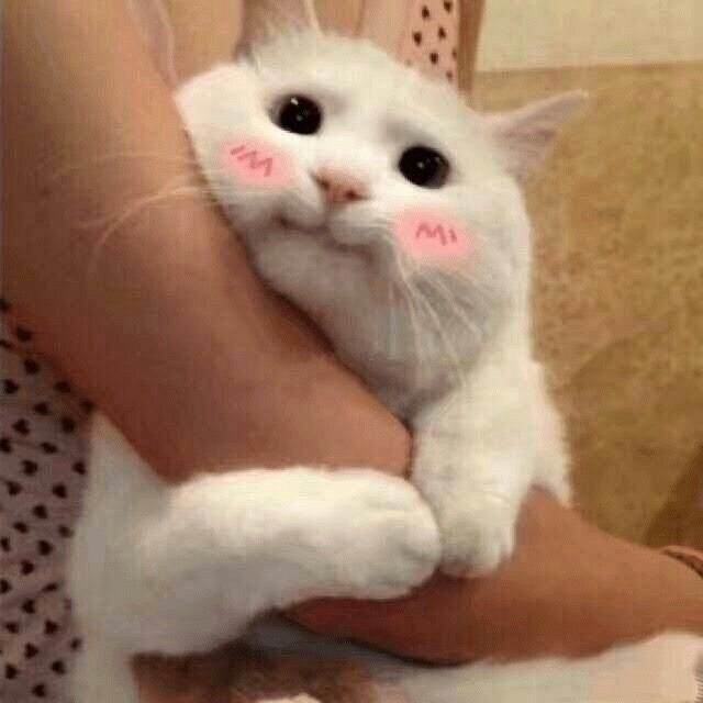 Fluffy cat memes ; a thread