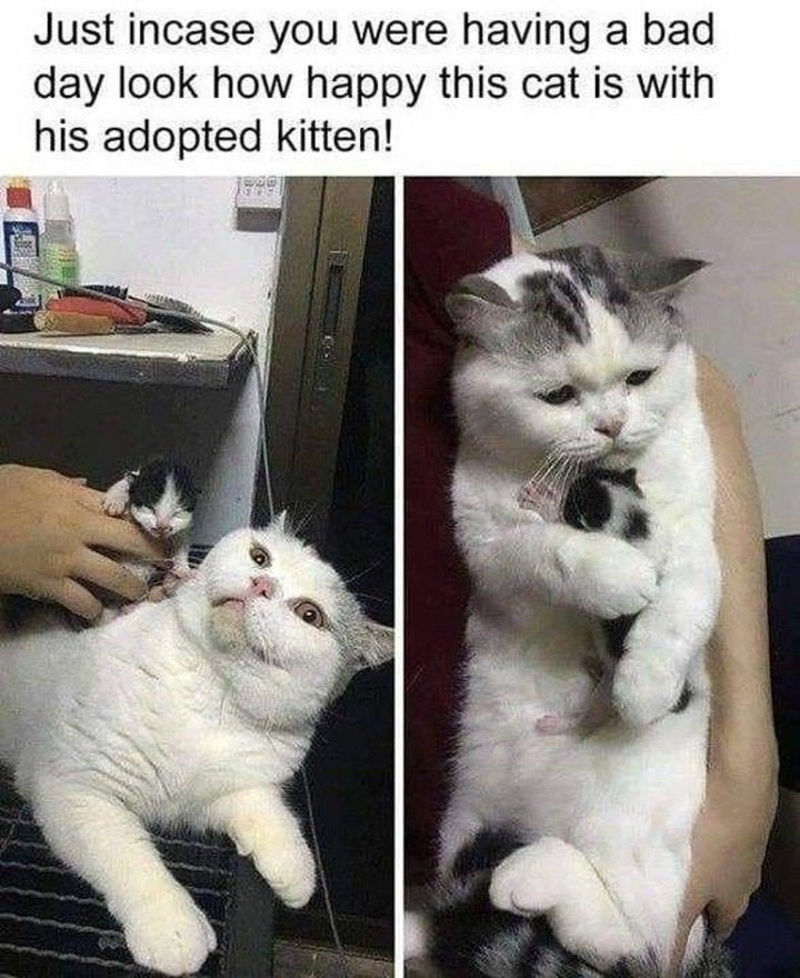 Fluffy cat memes ; a thread