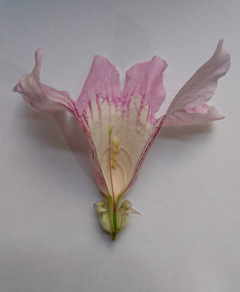 DaniUryuu's tweet photo. Amo diseccionar flores.
#Podranea ricasoliana enredadera de la fam. Bignoniaceae.
Flor rosa con nervación violácea y gamopétala (a campanada), ovario ínfero, 4 estambres con adnación a la corola, gineceo sincárpico. https://t.co/Z9jvaXTux6