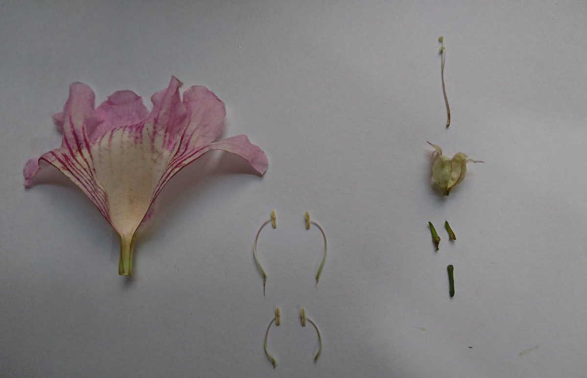 DaniUryuu's tweet photo. Amo diseccionar flores.
#Podranea ricasoliana enredadera de la fam. Bignoniaceae.
Flor rosa con nervación violácea y gamopétala (a campanada), ovario ínfero, 4 estambres con adnación a la corola, gineceo sincárpico. https://t.co/Z9jvaXTux6