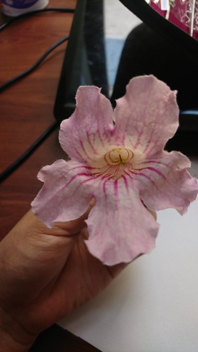 DaniUryuu's tweet photo. Amo diseccionar flores.
#Podranea ricasoliana enredadera de la fam. Bignoniaceae.
Flor rosa con nervación violácea y gamopétala (a campanada), ovario ínfero, 4 estambres con adnación a la corola, gineceo sincárpico. https://t.co/Z9jvaXTux6