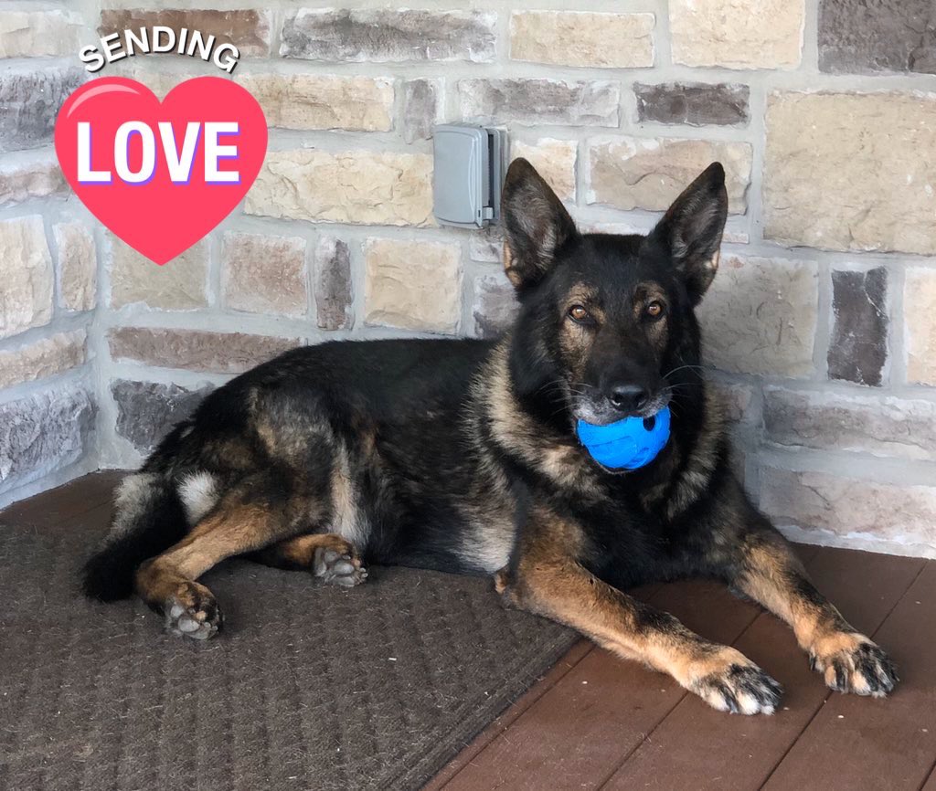 Who’s missing their furry Police K9 #K9Lor?! I know I am. Drop a pic of your pups and send him a hello. #LivePd #LivePdNation <a href="/JamesCraigmyle/">James Craigmyle</a>