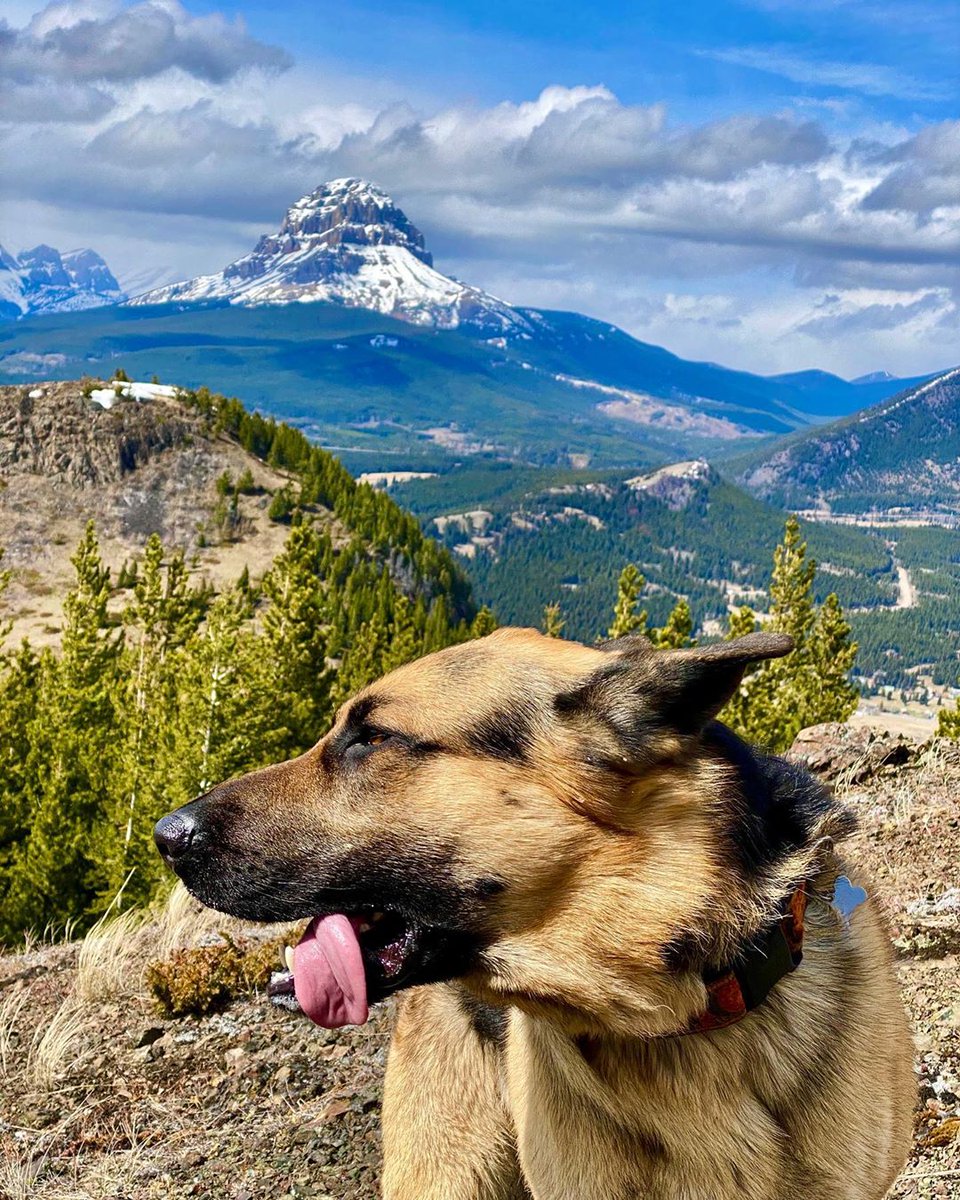 ExploreThePass's tweet photo. This edition of #PupsInThePass brought to you by @crowsnestcoffee. Need a caffeine fix? Get your beans online at https://t.co/VpnBCUGyuG! https://t.co/O0rQId1uFI