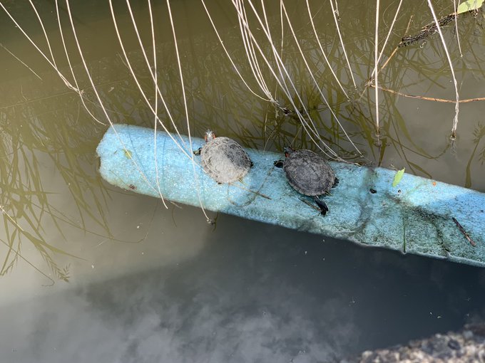 Twitterのコスプレ画像20