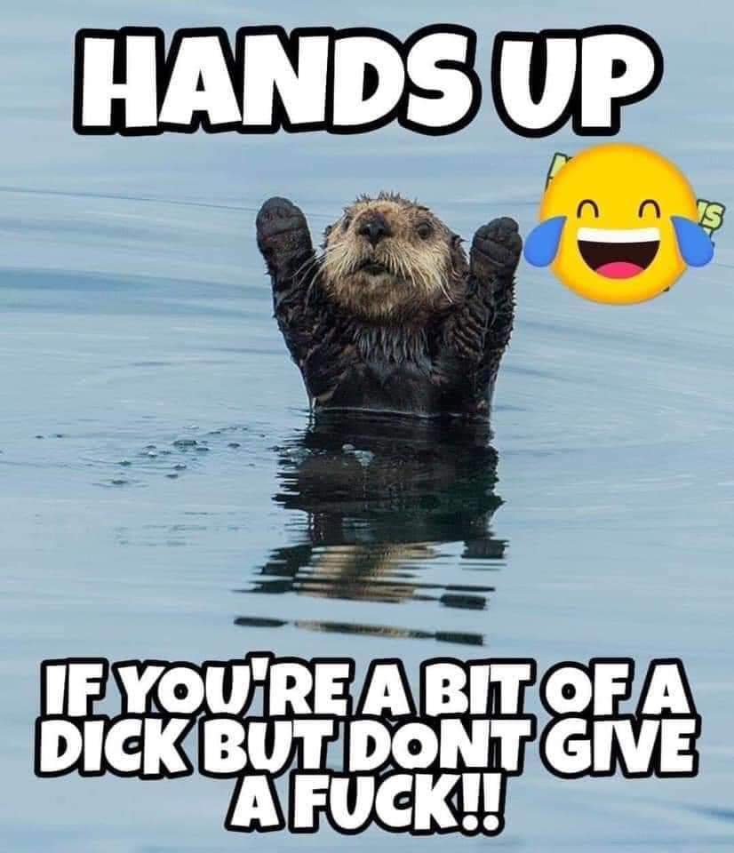 bigsilverback9's tweet image. 