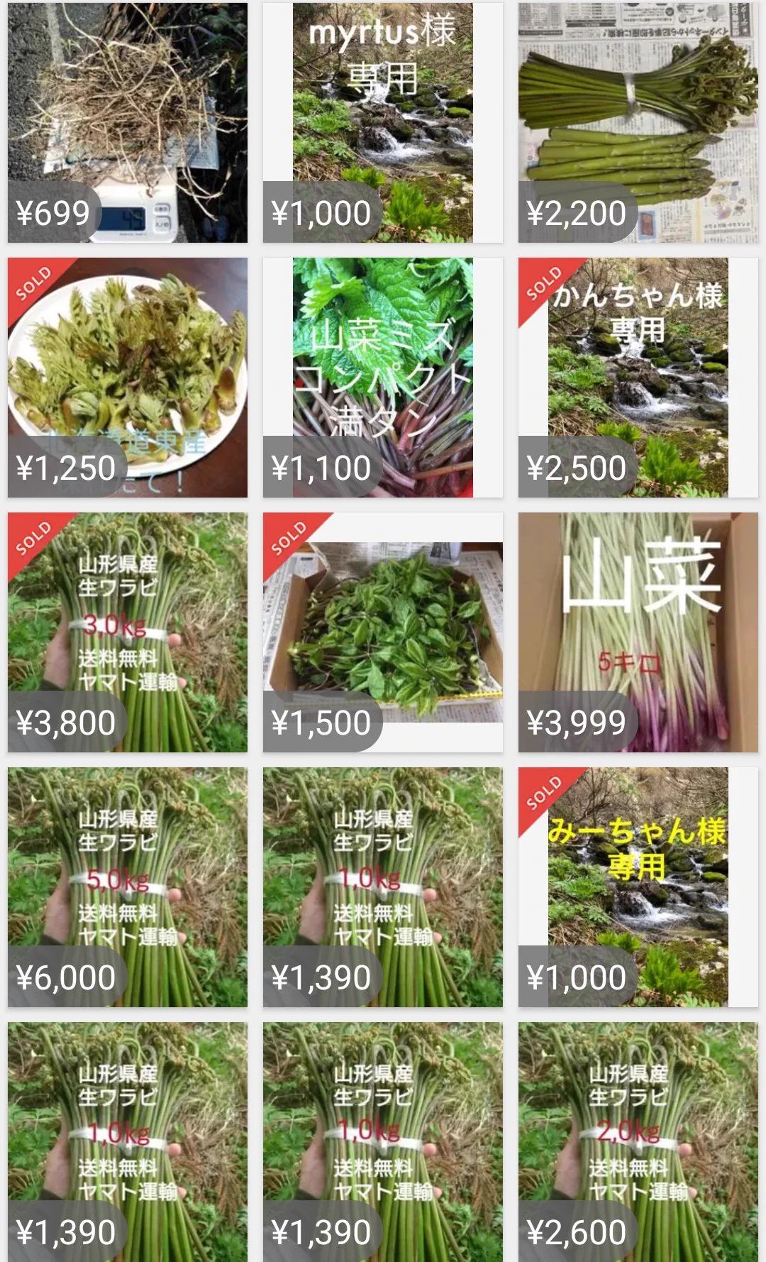ホットケーキの次は山菜！？とても危険！皆さん気をつけて！