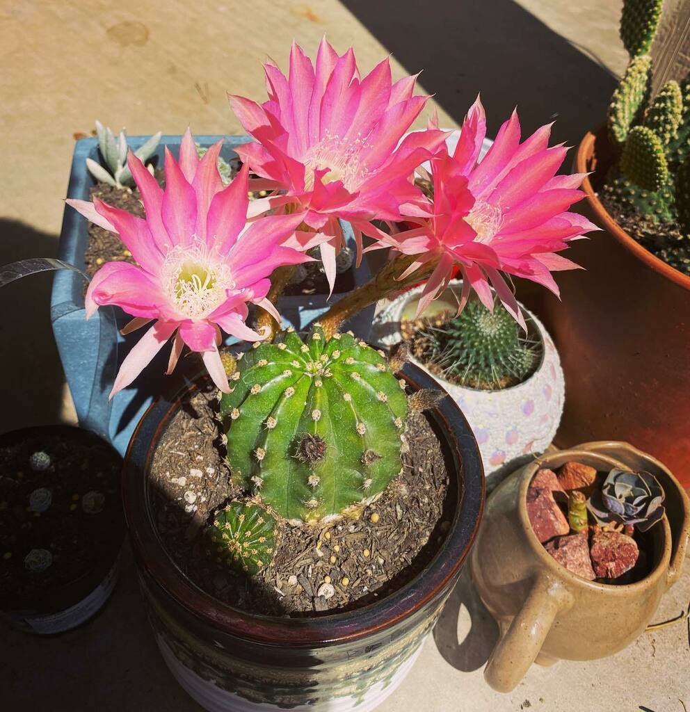 Last_Call_Boys's tweet photo. A symbol of the blessings that came today. 🌸
.
.
.
#bloom #flowers #cactus #RainbowBurst #RainbowBurstCactus #Echinobivia #garden #three #happy #family #lifeisgood https://t.co/tVYlIo9U7H https://t.co/Qpd25Lo38h