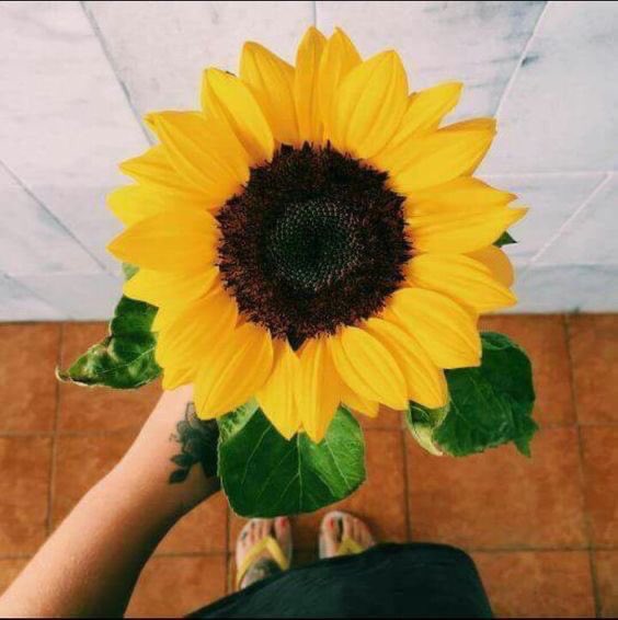 Sunflowers steal my heart 🌻💛