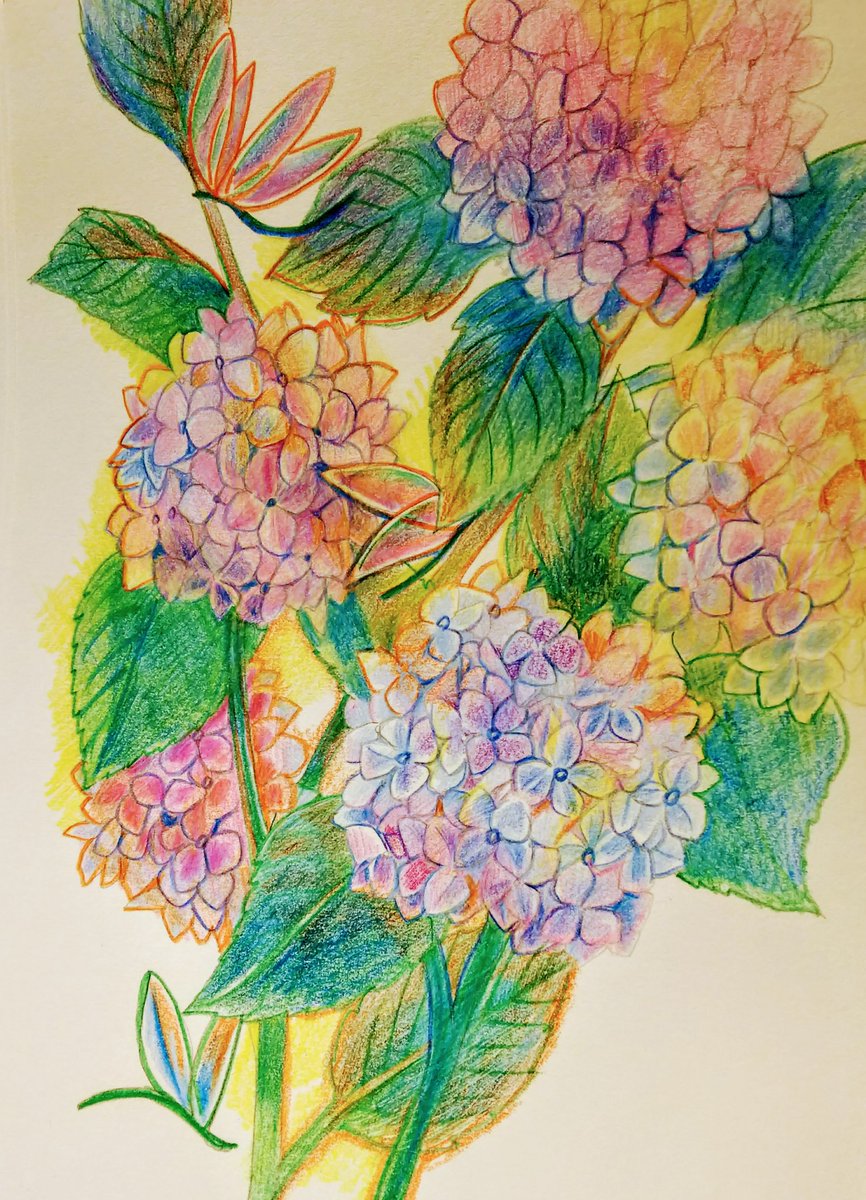秋水 あじさい 色鉛筆 色鉛筆画