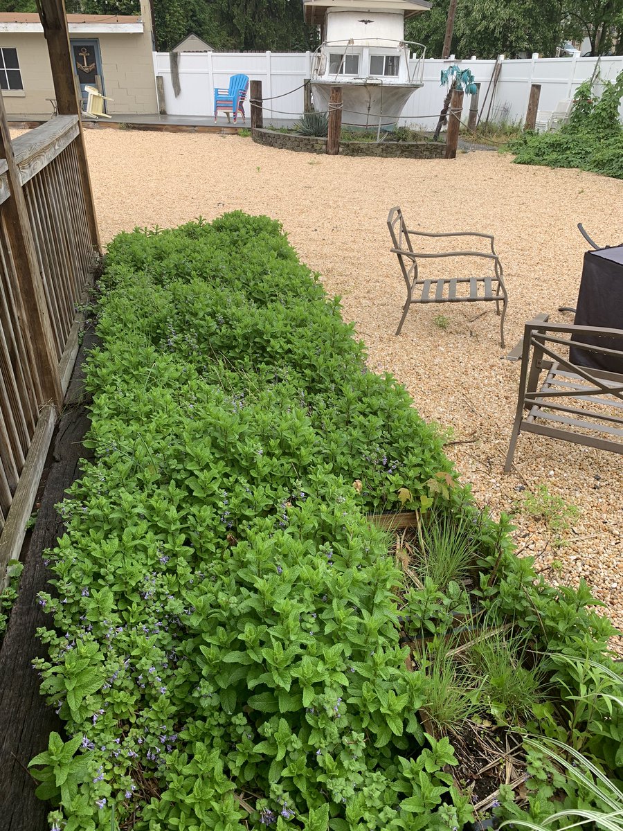 Mint is going crazy. Stop in for a fresh Mojito!!