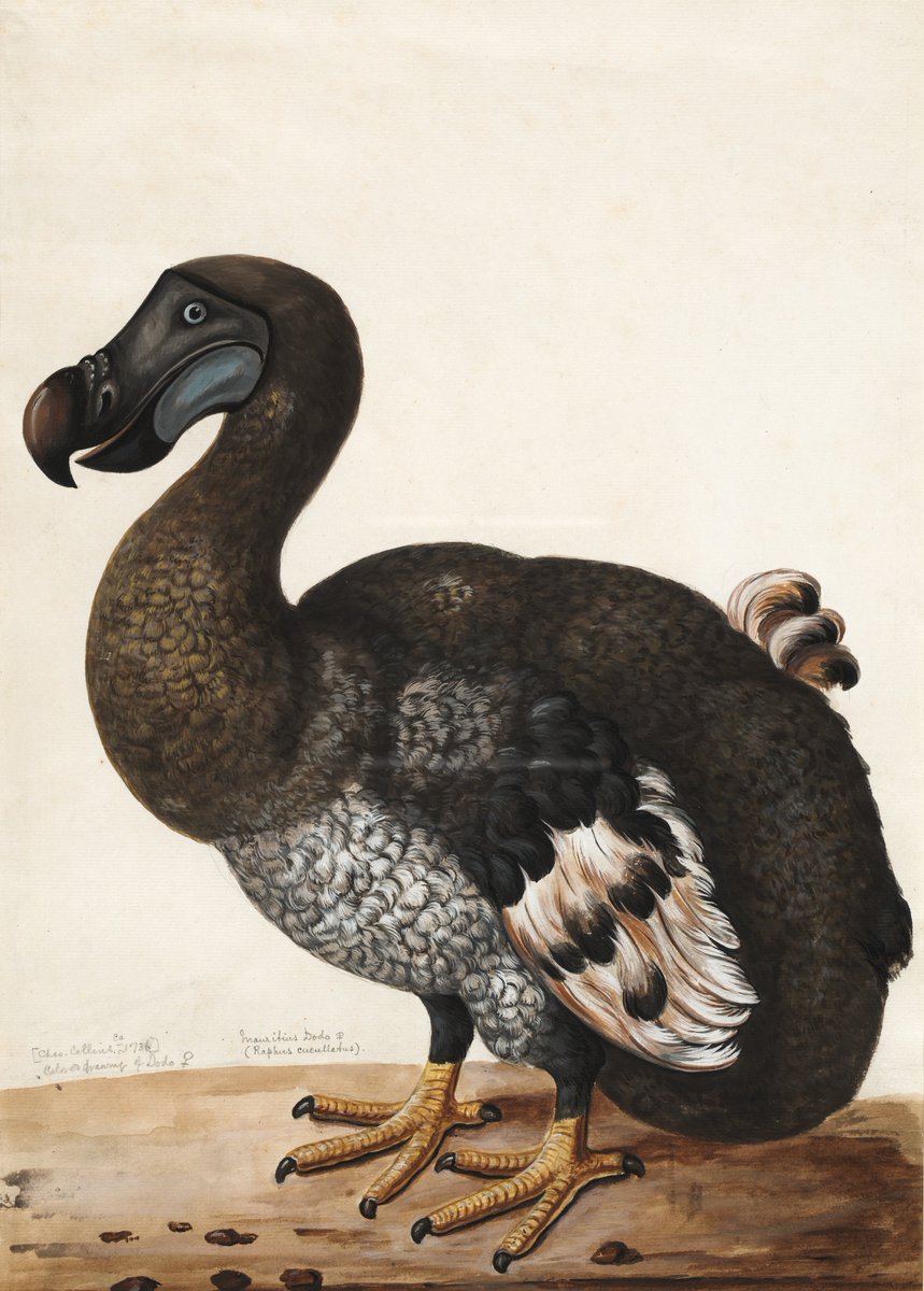 TORCHOxford's tweet photo. Why does the dodo continue to haunt our imagination? Why is it the poster bird for extinction? How has it been represented across time and culture? 

We hope you enjoy this fascinating interdisciplinary panel!

https://t.co/HCLOpcpmKy

#TORCHGoesDigital #HumanitiesAndScience https://t.co/Min7emAdAp