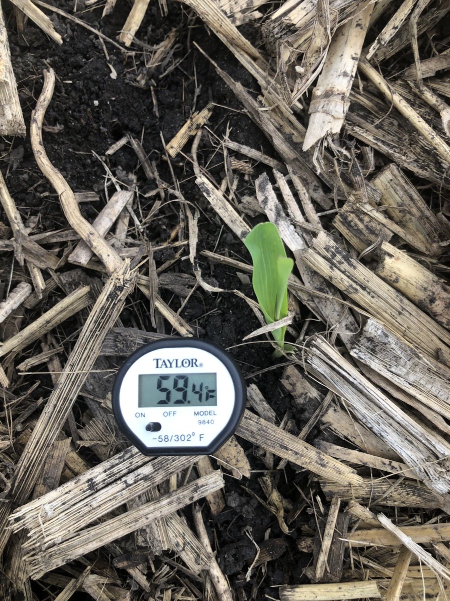 Why are corn stands uneven?  These images were taken 30” apart . 72deg air temps at 4 PM.  Nearly 10 degrees difference at seed depth due to residue cover . Rule of thumb - for every 12 degrees (58-70) root and shoot growth double. 4 weeks since planting and it makes since.