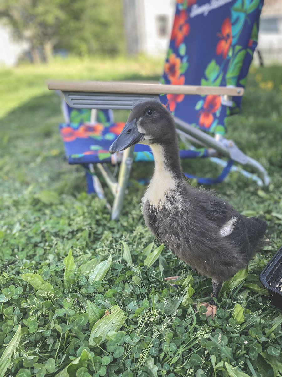 Thus duck was being bullied by the other ducks so we separated him and now he thinks he’s part of the family. We now have a pet duck (they’re all pets, we don’t kill them, but this guy like sits on your lap and stuff). Any idea what we should name him/her? 