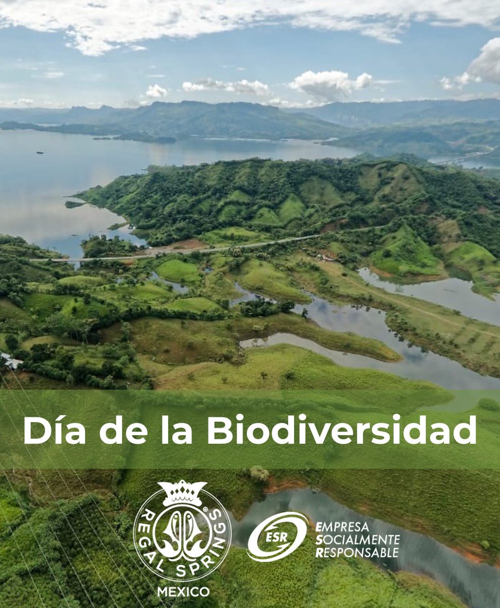 En Regal Springs México estamos comprometidos con la preservación de los ecosistemas, y con nuestro Programa de Sustentabilidad #CUIDAMOS, trabajamos todos los días respetando la biodiversidad donde operamos

#DiaDeLaBiodiversidad #MojarraMexicana
