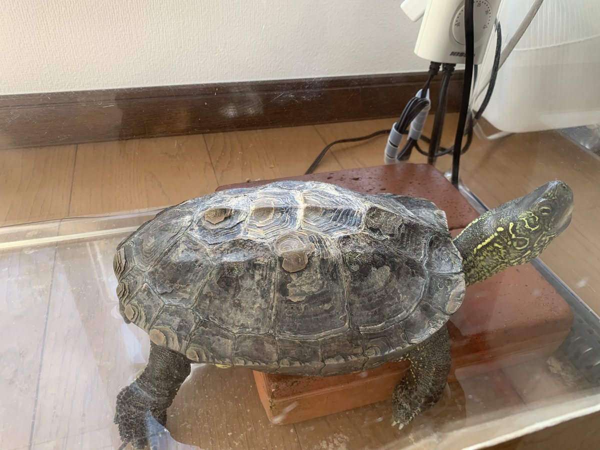 M_sylvatica's tweet photo. 今日は、世界亀の日🐢
 #亀の日 https://t.co/vI3zDePPCz