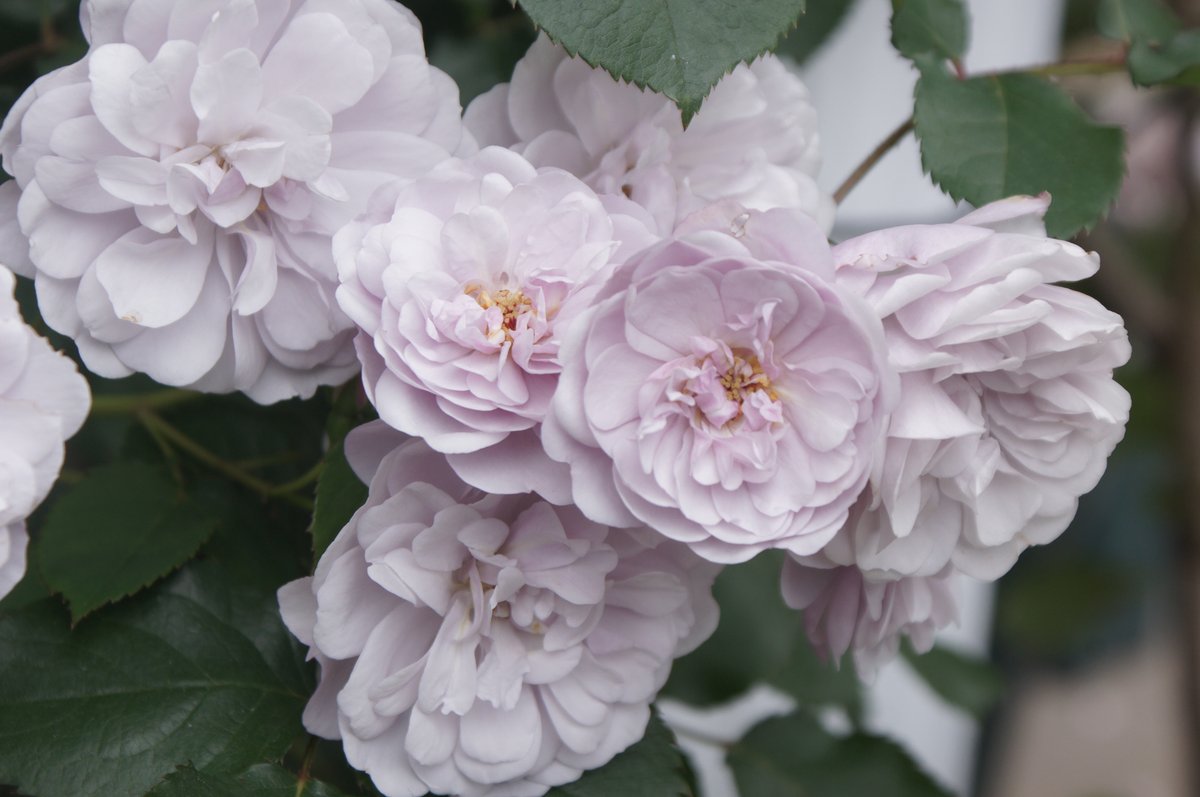 公式 Crucifix Japan Crucifix Japan Twitter