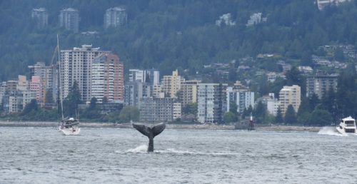 A humpback whale was spotted in #Vancouver harbour 🐳👀 ow.ly/dGMJ50zOfV6