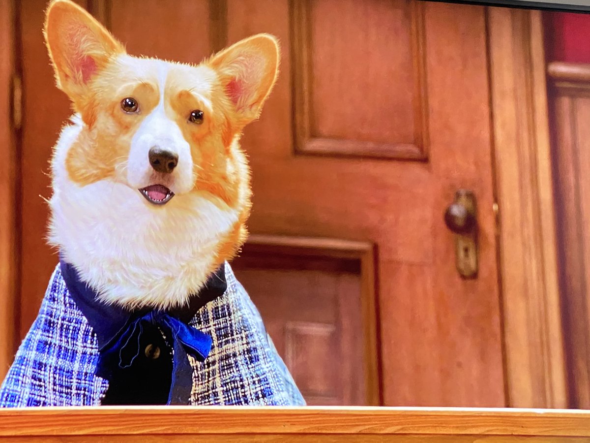 Whiz pup academy lenawee