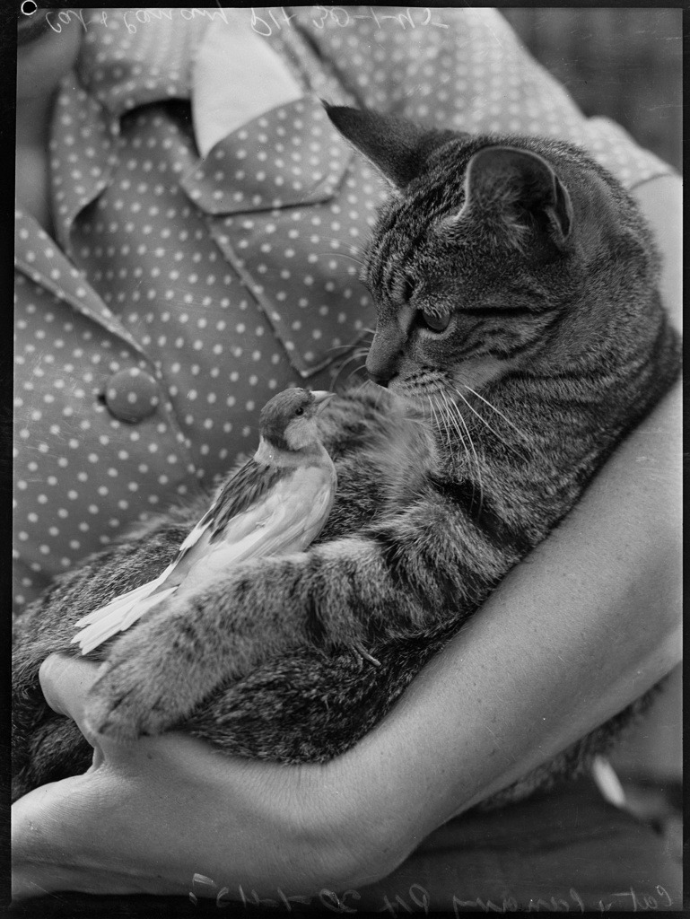 statelibrarynsw's tweet photo. A cat and a canary – a surprising friendship caught on film by #PixMagazine photographer Alec Iverson 📸#Caturday!
https://t.co/JRDGasHHpy https://t.co/qDTJatbMFT