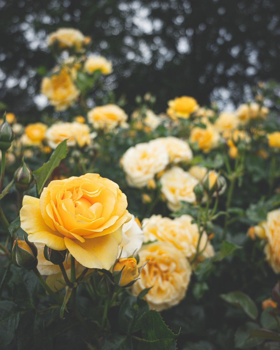 757collective's tweet photo. Roses at the botanical garden 📷 @thesaltyphotograph https://t.co/mADq9lWmZJ