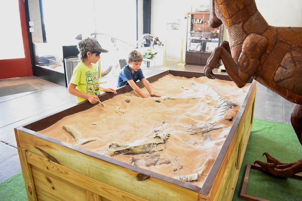 TexasKidsAdven's tweet photo. In #Hillsboro, view prehistoric fossils such as reptiles, amphibians, sharks, ammonites, dinosaurs, mammals, and petrified wood. Located between DFW &amp; Waco, this free museum is a great place to stop to view fossils from #Texas &amp; beyond → https://t.co/hF9K2UYjSj #texasthroughtime https://t.co/ZceGtdCj8d