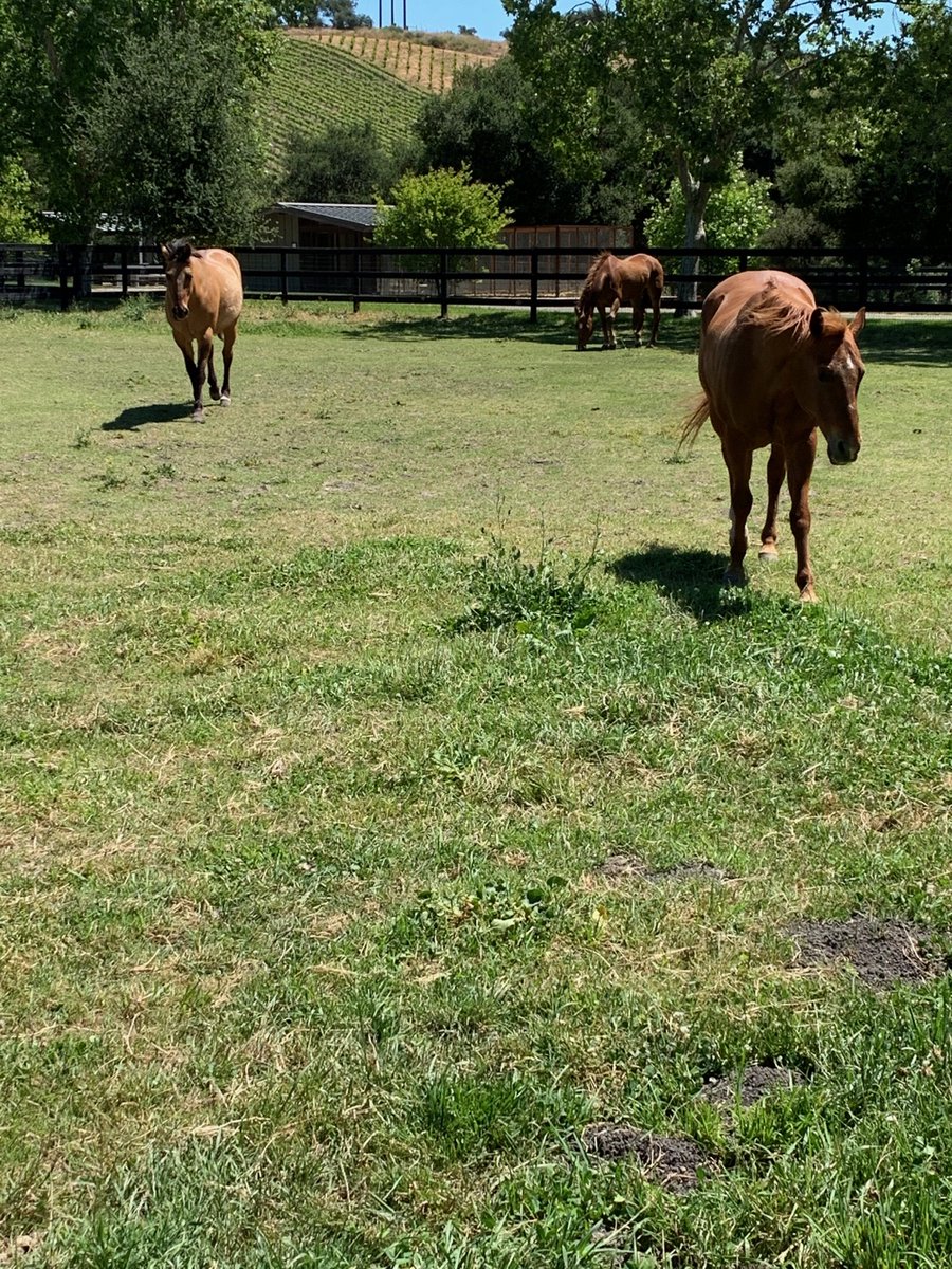 LAPD MOUNTED PLATOON tweet media
