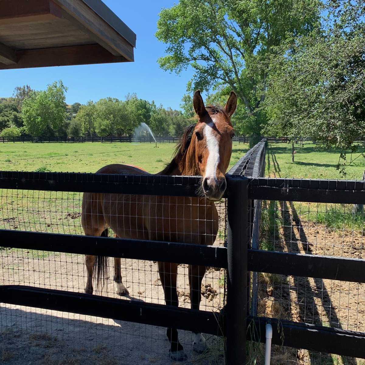 Went by to check on our recent LAPD retirees.  Bo, Dusty and Dexter are living well in the hills feeding on natural grass and hanging together.