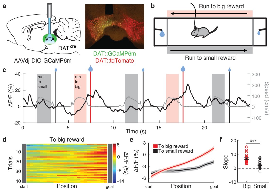 Surprisingly, we saw ramping calcium activity in dopamine neurons as animals navigated a spatial environment towards a reward. This was surprising because there were very few reports on ramping activity in dopamine neurons at the time.