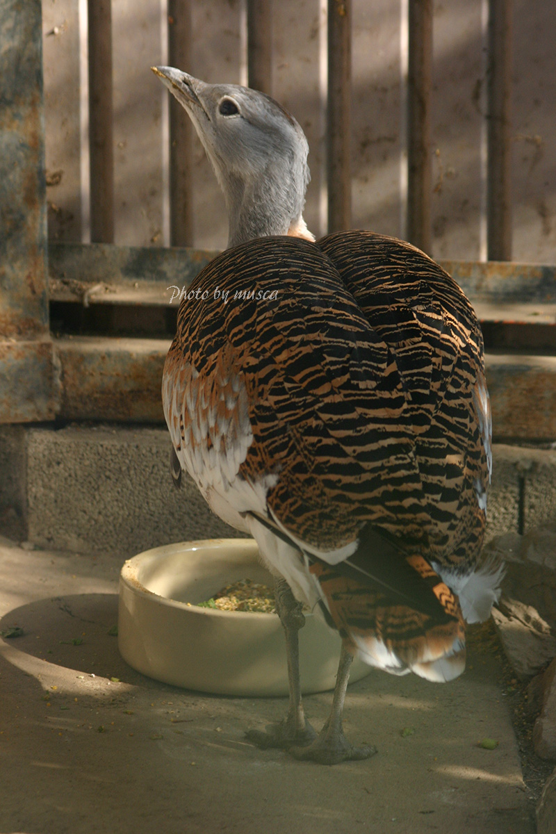 musca＠1/221/23サッポロモノヴィレッジ【A7】 on Twitter 