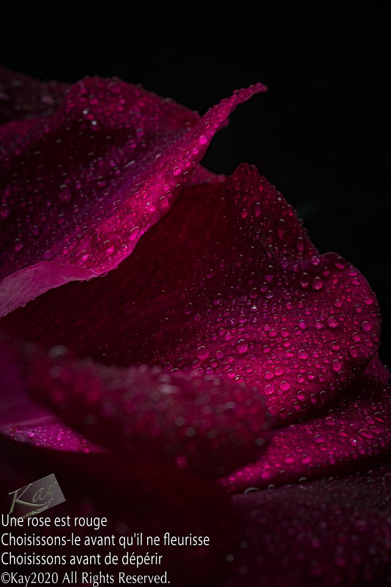 kay_nanaka's tweet photo. #PrimPerfect
#薔薇
#ROSE https://t.co/wKfR4zEXvL