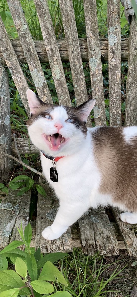 emmmma2015's tweet photo. All I wanted was some cute outside pictures of my cat but this is what I get. Thank you Oliver. https://t.co/ovFjzZZmmI