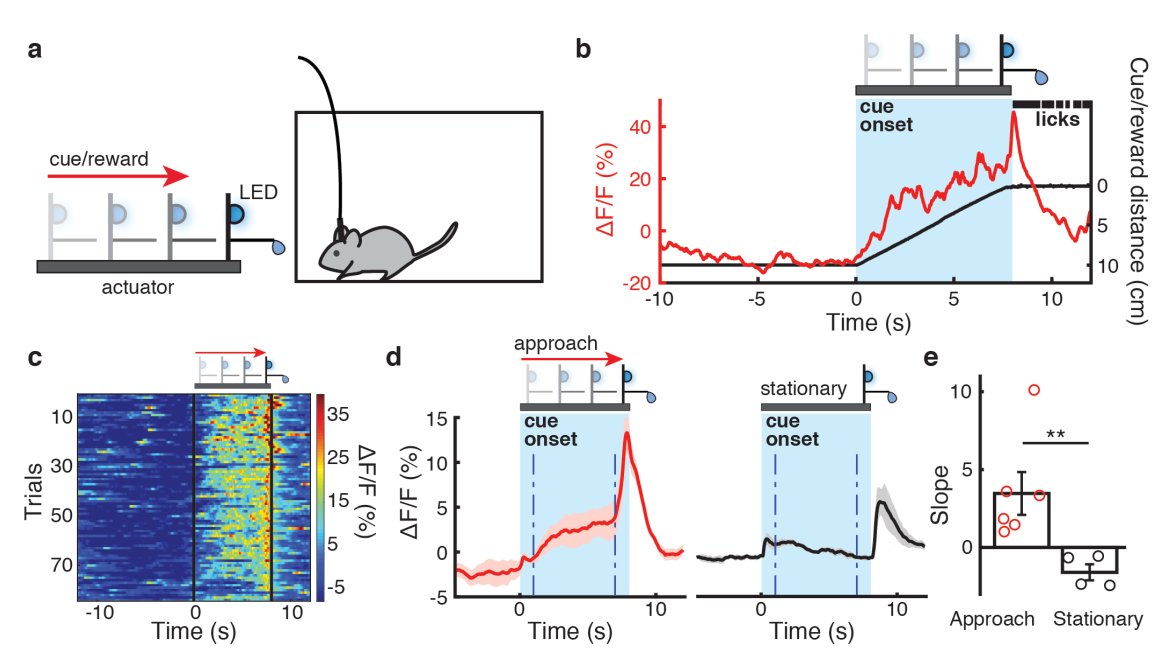 Goal directed physical effort is not required to produce dopamine ramps. We then tested the hypothesis that physical effort or action is required for dopamine ramps. Instead of animals approaching the reward, the reward approached animal. Ramps were there!