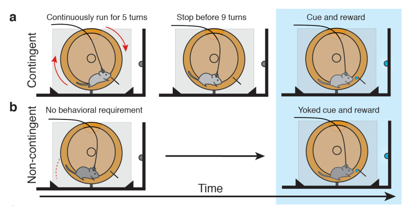 An internal model of progress to goal is sufficient to produce dopamine ramps. We designed a task where the animal must maintain an internal model of the distance to reward without any sensory cues to assess the proximity to goal.