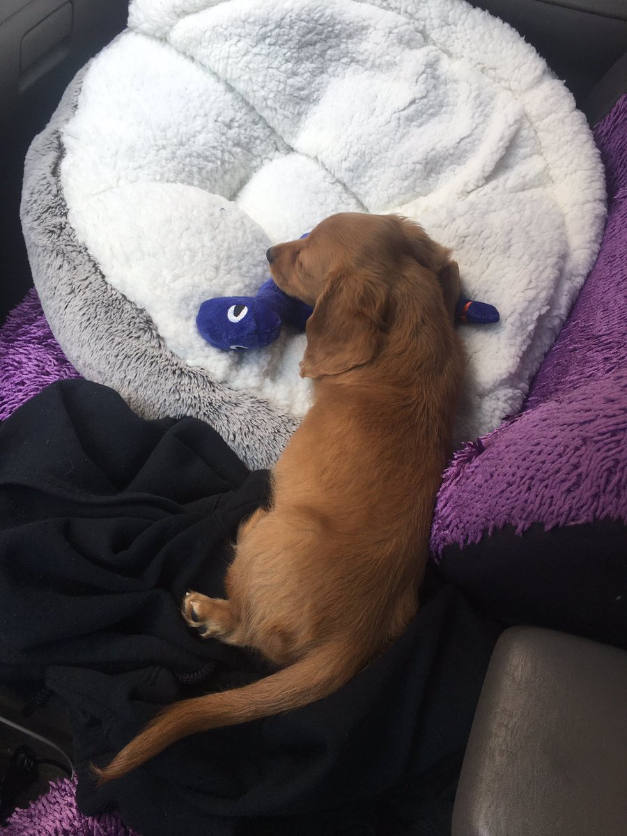 _DeAnna_Rose's tweet photo. I became a mom today 🥰 https://t.co/XiOmojrO06