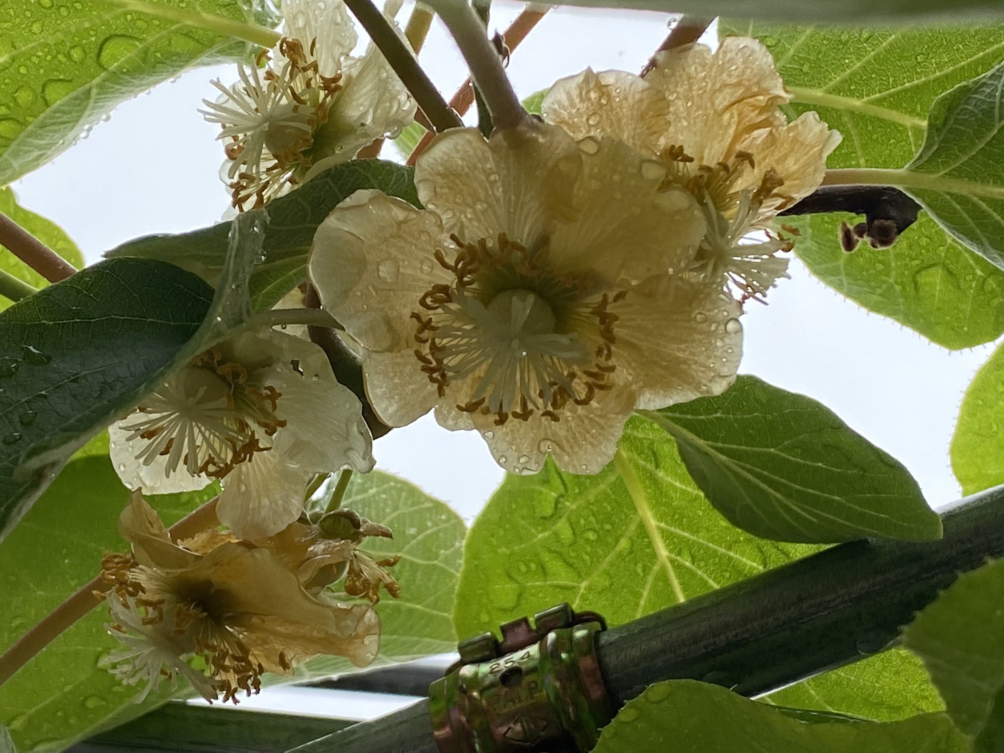 のんのん キウイ開花 今年はブルーベリー同様 キウイも開花が遅かった 夏は日陰を作ってくれて秋には沢山の果実を収穫させてくれる有難い果樹 ゴールデンキング センセーションアップル オス花と時期を合わせて開花 キウイ オス メス 雄話