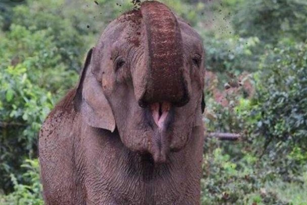 Alícia 🌱 (@aliarnau) on Twitter photo De las 4 elefantas del Santuario de Brasil <a href="/GlobalElephants/">Global Sanctuary for Elephants</a> procedentes de circos y zoos, 4 son las que dejaron de tener estereotipias.
De las 3 elefantas del <a href="/ZooBarcelona/">zoobarcelona</a> procedentes de circos y otros zoos, 3 son las que siguen teniendo estereotipias.
Más claro imposible. De las 4 elefantas del Santuario de Brasil <a href="/GlobalElephants/">Global Sanctuary for Elephants</a> procedentes de circos y zoos, 4 son las que dejaron de tener estereotipias.
De las 3 elefantas del <a href="/ZooBarcelona/">zoobarcelona</a> procedentes de circos y otros zoos, 3 son las que siguen teniendo estereotipias.
Más claro imposible.