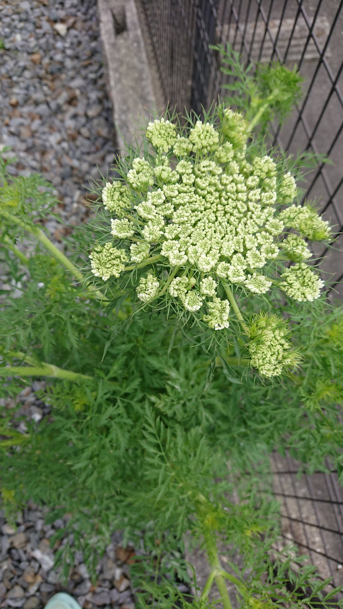 Sai Jia ニンジンの花咲いた ニンジンの花