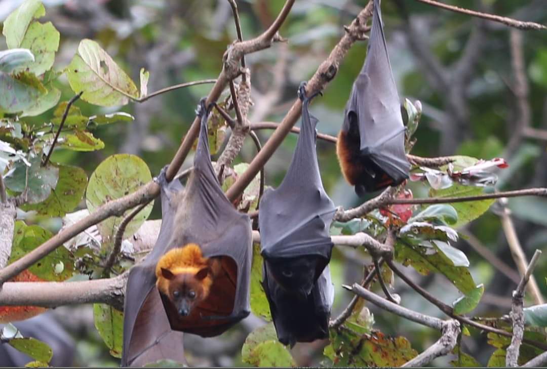  #DYK the world's largest fruit bat, Golden-crowned flying fox, can only be found in the Philippines? One of their roost sites is in Boracay.  #IDB2020  #BiodiversityDay  by Pol Cariño for Friends of the Flying Foxes Boracay. Learn more here:  https://bit.ly/2AXmazj 