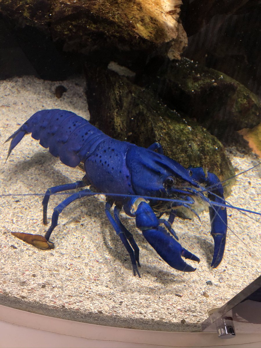 あすかまほ 青いザリガニのことを思い出した いつかの鳥羽水族館 あすかまほ 青いザリガニのことを思い出した いつかの鳥羽水族館