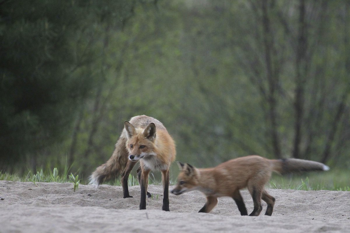 There favorite time of year comes soon, in only a few weeks. I imagine their mom is teaching them here. They'll watch out of sight as lake turtles lay thousands of eggs in these sands, record the locations in their sneaky Fox brains, then spend weeks eating all of them